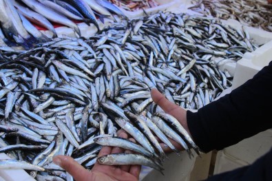Yolu Gözlenen Hamsi, Boy Uzatıp Geri Döndü