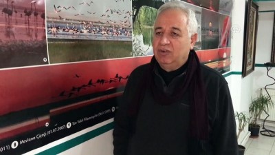 Flamingo Ve Turnaların Seyfe'deki Görsel Şöleni Başladı