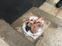 TEMİZLİK İŞÇİSİ - Yavru Kedileri Temizlik İşçisinin Dikkati Kurtardı