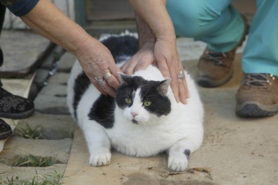 18 Kiloluk Kedi Tombalak'ı Zayıflatmak İçin Seferber Oldular