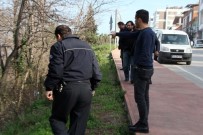 KAÇıŞ - amsun'da dev domuz alarmı!