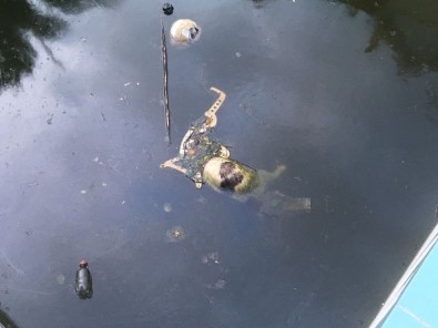 Terk Edilmiş Villanın Havuzuna Düşen 2 Kedi Öldü