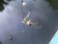 ZABITA MÜDÜRÜ - Terk Edilmiş Villanın Havuzuna Düşen 2 Kedi Öldü
