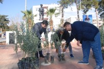 Zeytin Dalı Harekatı'na 10 Bin Zeytin Fidanıyla Destek