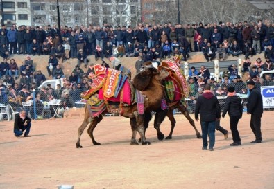 Biga'da  Deve Güreşleri Nefes Kesti