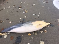 DENİZ CANLILARI - (Özel) Beylikdüzü'nde Karaya Ölü Yunus Balığı Vurdu