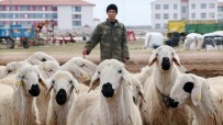 ANTIPATI - Yerli Çoban Sıkıntısı Afganlılara İstihdam Sağladı