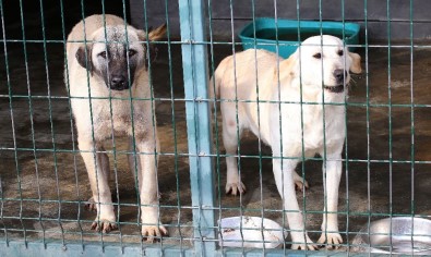Polatlı'dan Gelen Köpekler Sağlıklarına Kavuşuyor