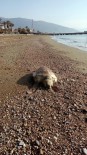 CARETTA CARETTA - Mersin'de Caretta Caretta Sahile Vurdu