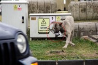 SOKAK KÖPEĞİ - Sokak Köpeği Kaplan Gibi Pusuya Yatıp Güvercin Avladı