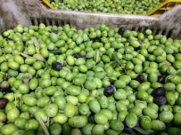 ZEYTİN AĞACI - Mut'ta 367 Bin Ton Zeytin Rekoltesi Gerçekleşti