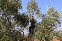 SELAMET - Operasyon bölgesinden dünyaya zeytin ve zeytinyağı