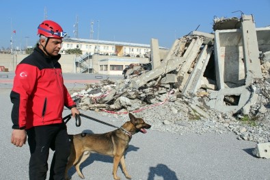İzmir'in Şampiyon Köpeği