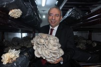 PEYAMİ BATTAL - Van YYÜ'de İlk Mantar Hasadı