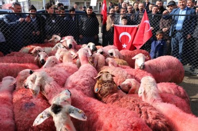 Yozgatlı Çobanlar Kınaladıkları Kurbanları Mehmetçiğe Gönderdi