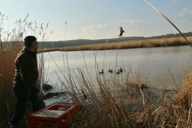 25 Adet Canlı Mühre Doğal Ortamlarına Salındı