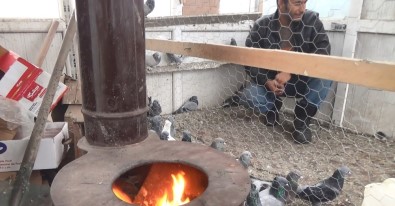 Ağrı'da Güvercinler Soba İle Korunuyor