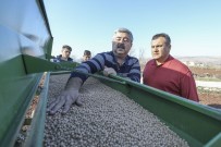 Büyükşehirin Dağıttığı Nohutların Ekimine Başlandı