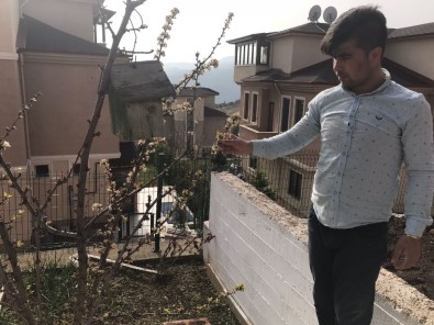 Erik ağacı Şubat ayında çiçek açtı