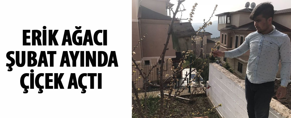Erik ağacı Şubat ayında çiçek açtı