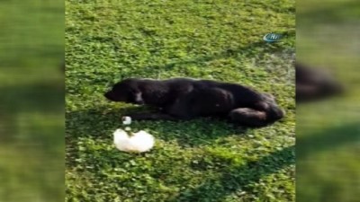 İstanbul'da Göbeğinde Vahşeti, Köpeğin Makatına Silikon Sıktılar