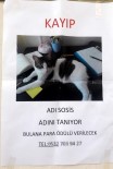 ALTINŞEHİR - Kaybolan Kedi İçin 'Kayıp' İlanı