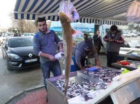 KÖPEK BALIĞI - Marmara'da Köpek Balığı Yakalandı