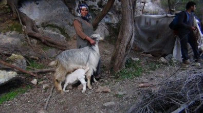 Dağda 6 Gündür Mahsur Kalan Keçiyi AKUT Ekibi Kurtardı