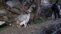 SAVAŞ ÖZDEMİR - Dağda 6 Gündür Mahsur Kalan Keçiyi AKUT Ekibi Kurtardı