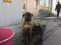 YAVRU KÖPEK - Soba Közünde Isınan Yavru Köpeğe Şefkat Eli