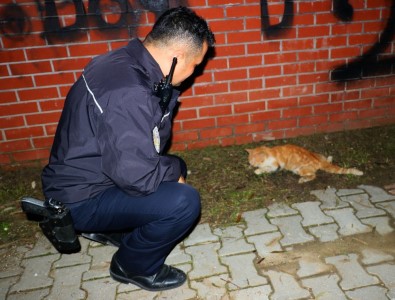 Sürücünün Çarpıp Kaçtığı Yaralı Kedinin Yardımına Vatandaş İle Polis Koştu