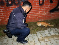 Sürücünün Çarpıp Kaçtığı Yaralı Kedinin Yardımına Vatandaş İle Polis Koştu