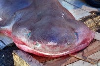 ADNAN POLAT - Mersin'de Dev Köpek Balığı, Balıkçıların Ağına Takıldı