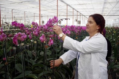 Sevgililerin Orkidesi Antalya'dan