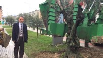 ZEYTİN AĞACI - Asırlık Zeytin Ağacı Yeni Toprağıyla Buluştu