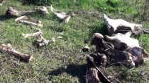 YENIYURT - Devriyeden Dönen Jandarma Hayvan Kemikleri Buldu