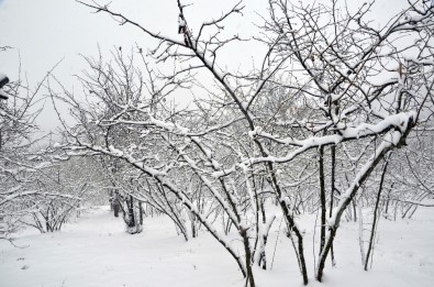 Fındığı Önce Don Vurdu, Şimdi De Kar