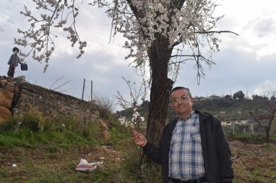 Alaşehir'de Erik Ve Kayısı Ağaçları Çiçek Açtı
