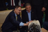 İSMAİL TAMER - Bakan Özhaseki Şampiyonu Elleriyle Besledi