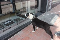 VİTRİN - Kendini Vitrin Camında Gören Köpeğin Öfkesi