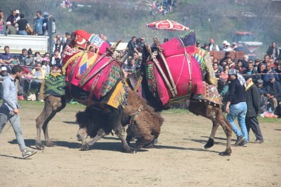 Çanakkale'de Deve Güreşleri Nefes Kesti