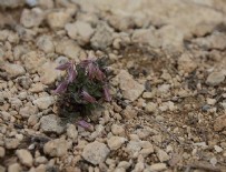 FEN FAKÜLTESİ - Keşfedilen endemik bitki türüne Sancar'ın ismi verildi