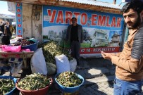 İŞSİZ GENÇLER - Varto'da Baharın Müjdecisi 'Gülbahar' Bitkisi Tezgâhlarda