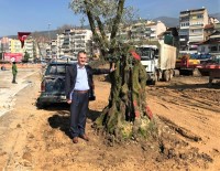 ZEYTİN AĞACI - 6 asırlık zeytin ağacı nakledildi