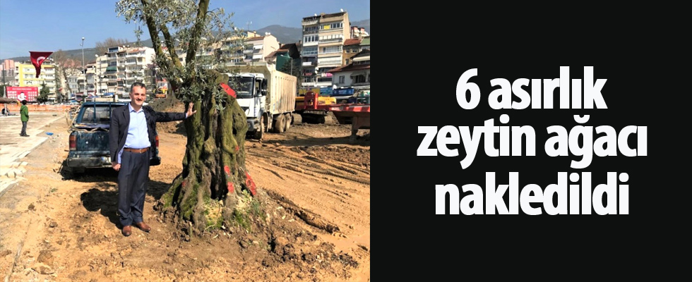 6 asırlık zeytin ağacı nakledildi