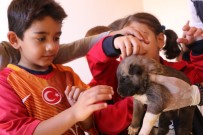 ELEKTRONİK ÇİP - Bingöl'de  372 Sokak Hayvanı Tedavi Edildi