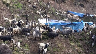 'Keçilere Fısıldayan' Adama Sosyal Medyada İlgi