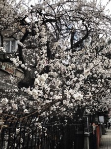 Şehir Merkezinde Ağaçlar Çiçek Açtı