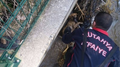 Sulama Kanalına Düşen Köpeği İtfaiye Kurtardı