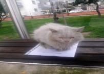 İstenmeyen Kedi İçin Yazı Astı, Paylaşım Rekoru Kırdı Haberi